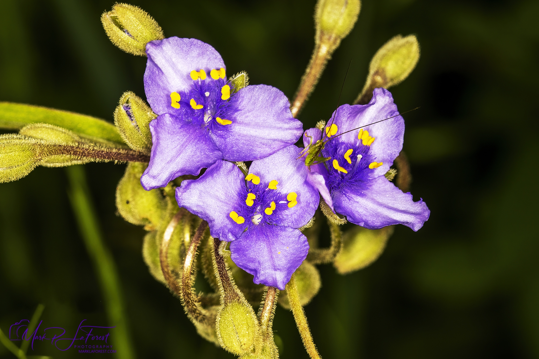 Granite Spiderwort, Austin, Texas